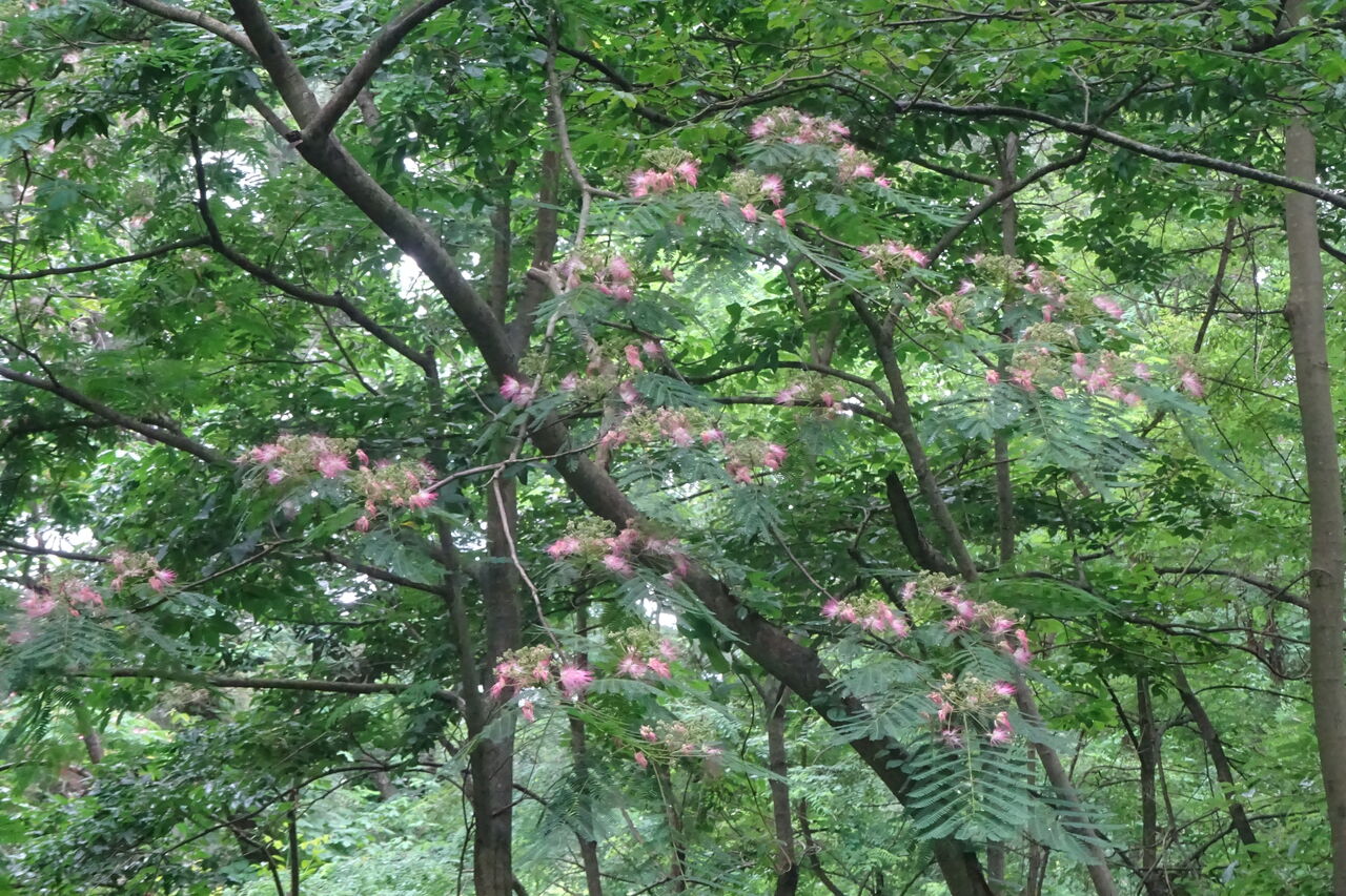 合歓の花 新 風の松原を歩く