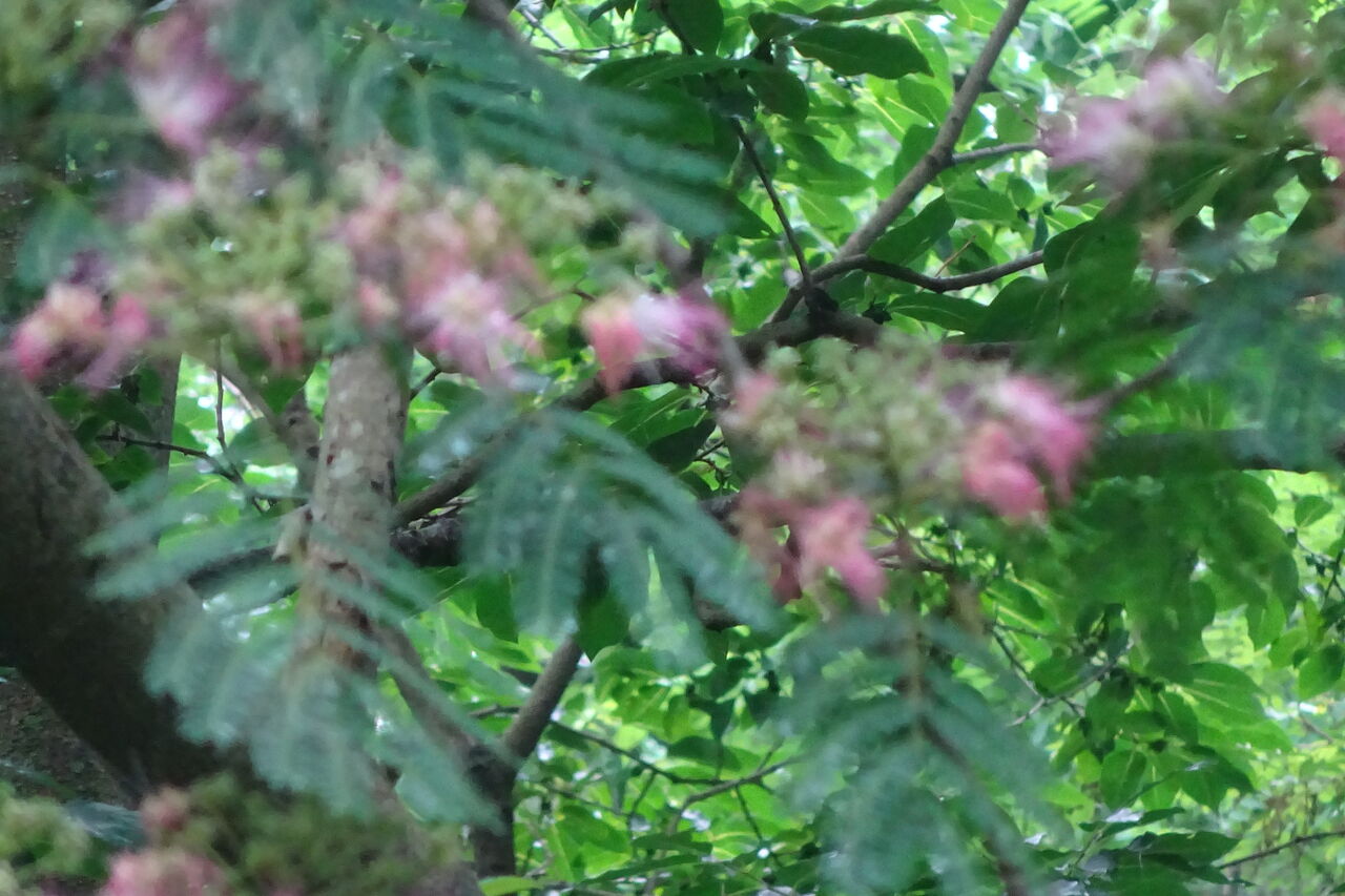 合歓の花 新 風の松原を歩く