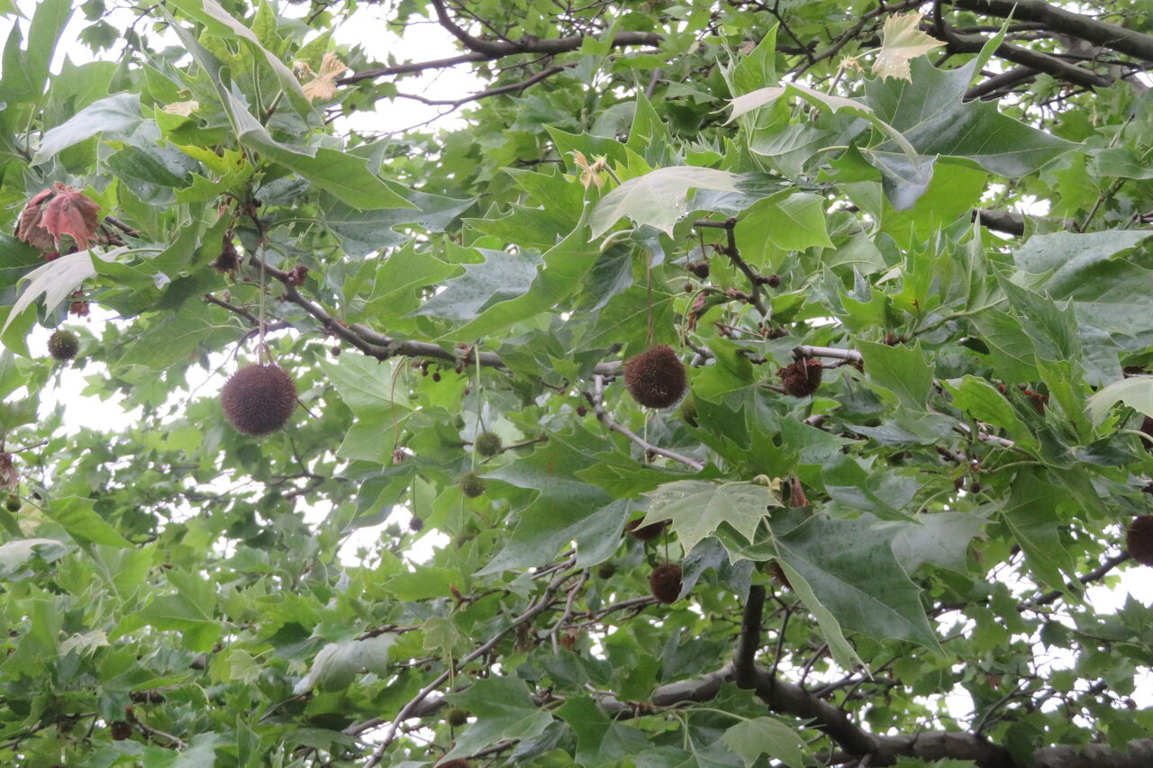 鈴懸の木 新 風の松原を歩く