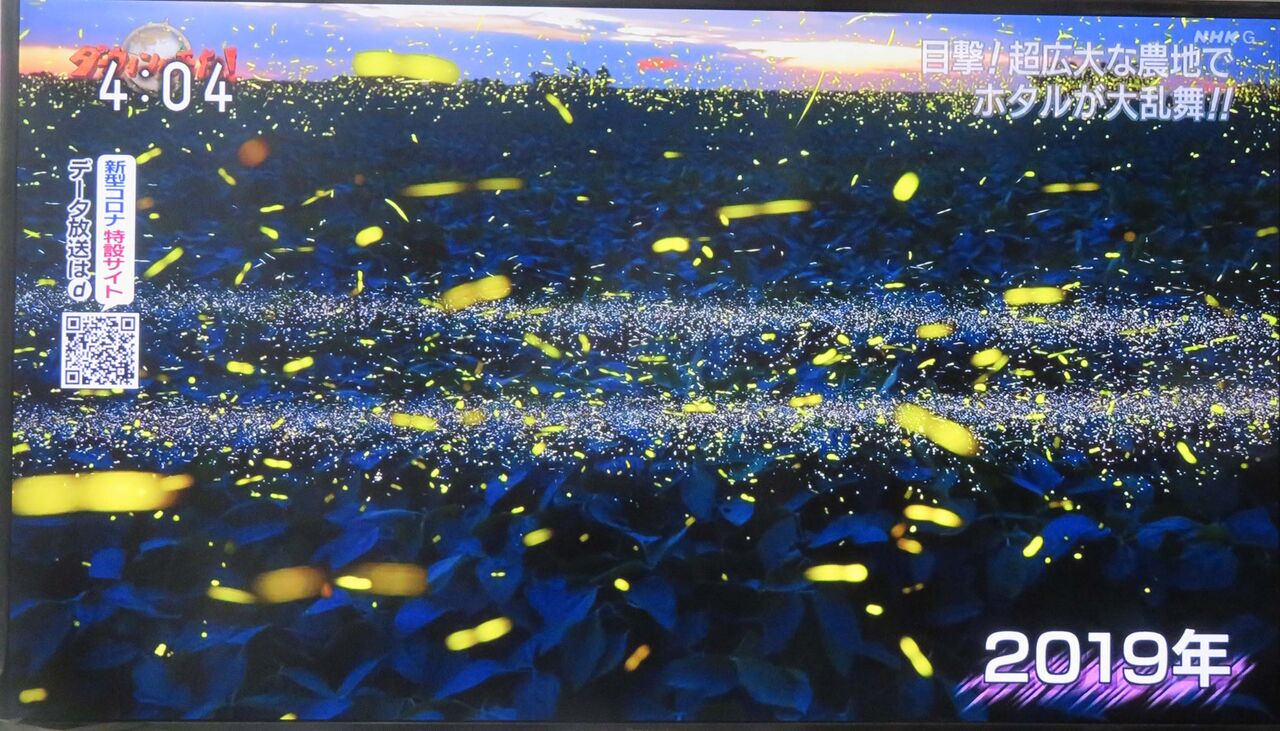 ダーウィンが来た 新 風の松原を歩く ダーウィンが来た 新 風の松原を歩く