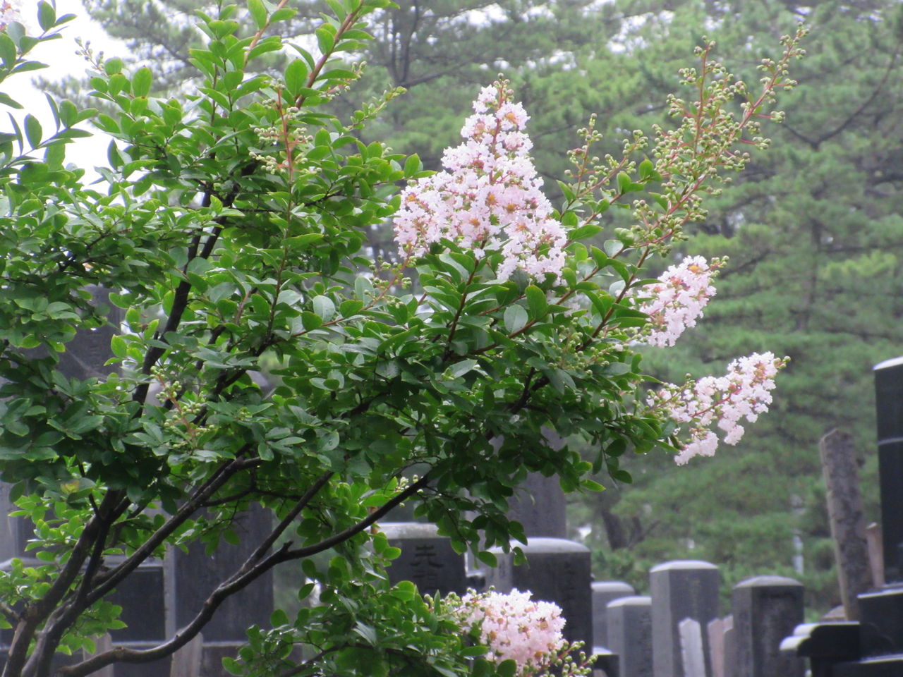 風の松原のサルスベリ 新 風の松原を歩く