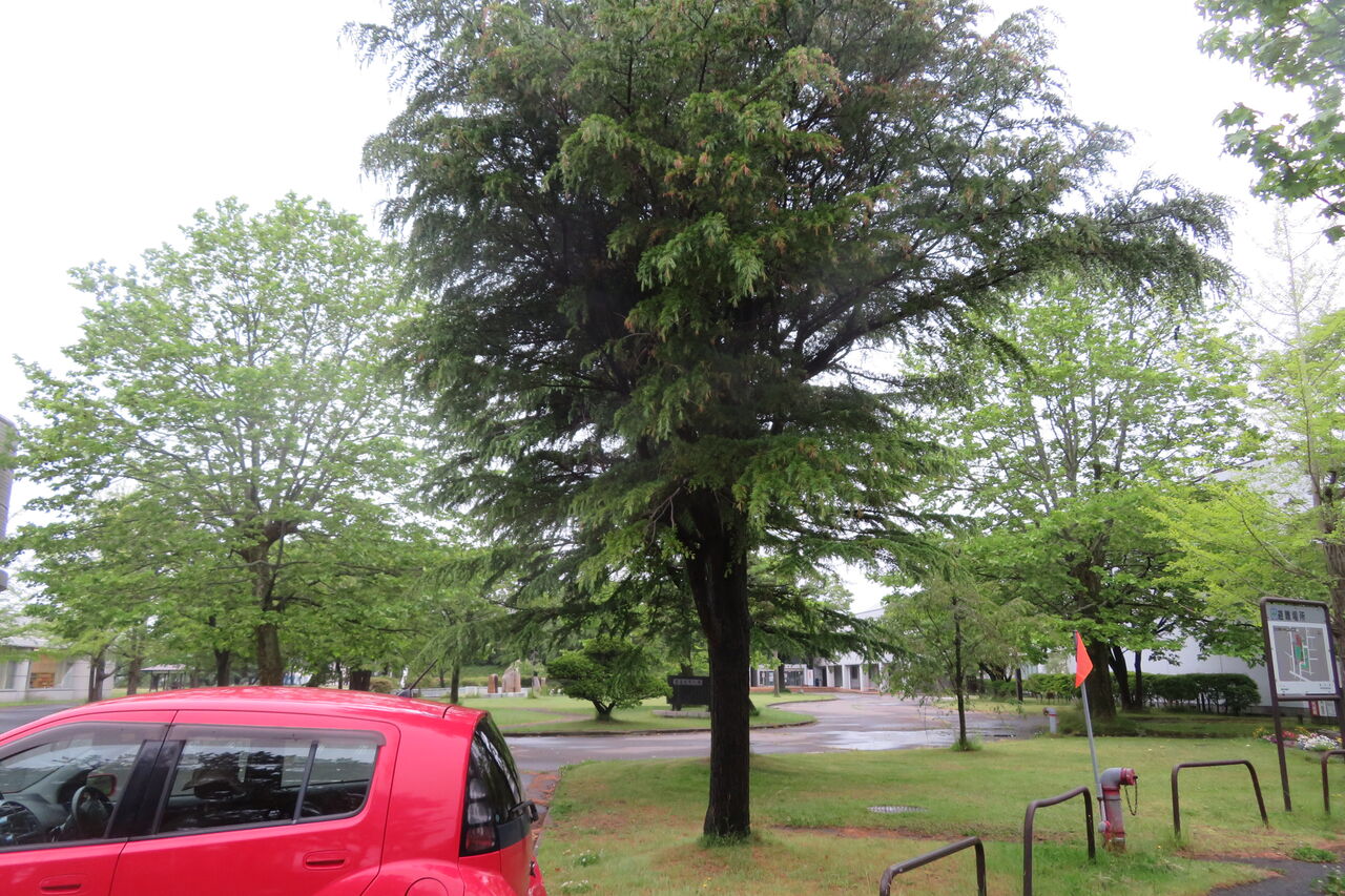 鈴懸の木 新 風の松原を歩く