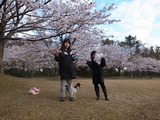桜