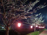 花見