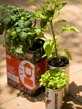 plants
