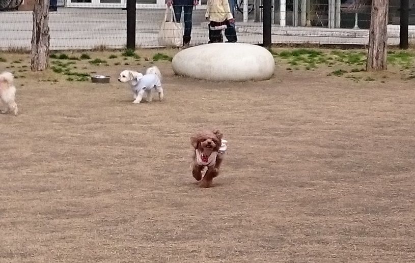 豊洲ららぽーと 駐車場からペット同伴の場合 共働き二人暮らしを楽しもう