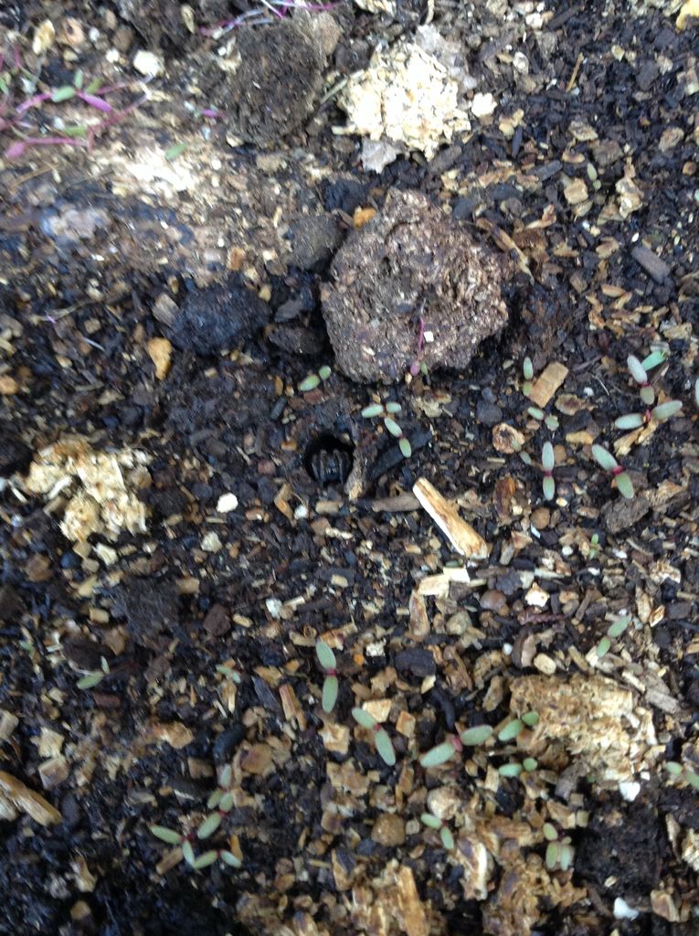 準絶滅危惧種なんだって 新 探検だ S ๑ 準絶滅危惧種なんだって 新 探検だ S ๑
