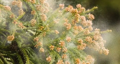 【悲報】2023年のスギ花粉もヤル気、14都県過去10年で最多予想