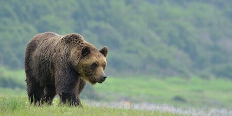 ヒグマ駆除→「クマがかわいそう」とクソみたいなクレームが相次ぎ北海道が異例のお願い「ハンターの仕事に理解を」