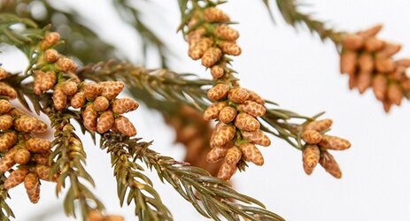 【期待】突然変異で無花粉のスギを大量生産する計画が動き出す！