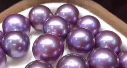 【50万円の価値】レストランでアサリの中から紫真珠が発見される！