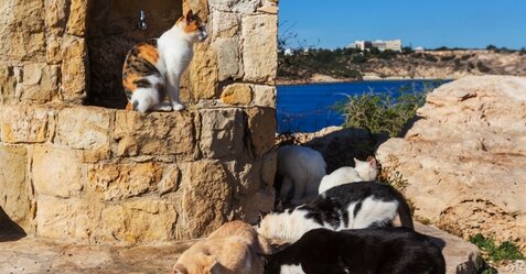 『ネコの島』キプロスでネココロナ感染症が流行し、今年すでに30万匹も亡くなる･･･