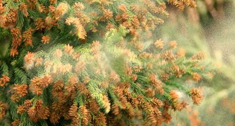 【悲報】花粉が東京都心「多い」予想、九州などは連日「非常に多い」見込み