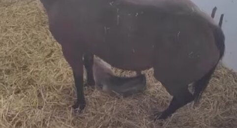 ダイワスカーレットの孫がウオッカの孫を産んだぞおおおおおおお