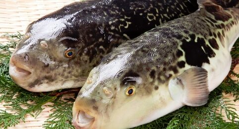 【えぇ･･･】フグの毒を除去せずに販売した千葉の業者「販売してはいけないという知識がなかった」