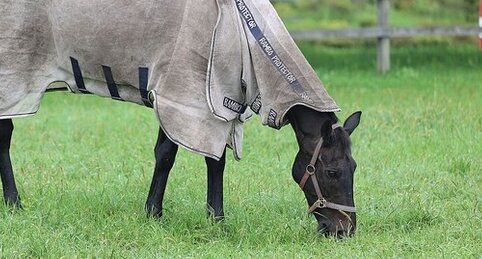 ウイニングチケットのたてがみをNPO法人がメルカリに出品しトラブル、どうなってんだよ･･･