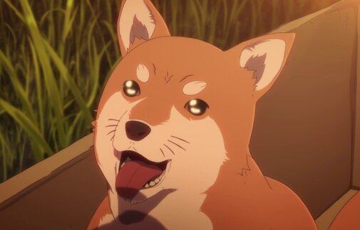 犬が大きく尻尾を振るのは人間が喜ぶためだった模様