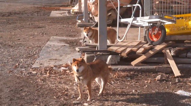 2020y01m17d_082630058