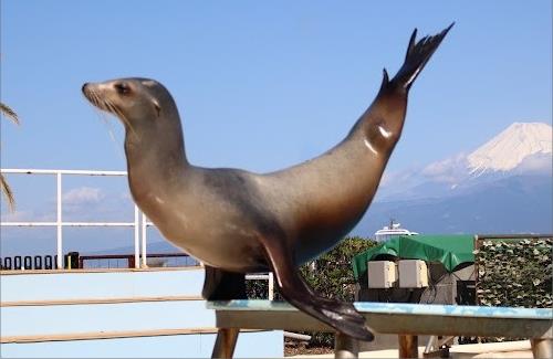 「あわしまマリンパーク」ファイナルパーティーの開催が決定する