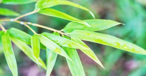 自粛を経て祭りが出来るようになったのに『七夕祭り』笹の葉不足の危機！高齢化による人手不足が原因らしい･･･