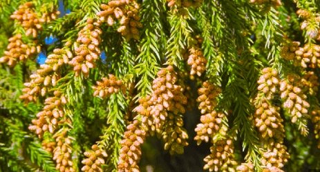 【悲報】都内でスギ花粉の飛散開始、調査が始まってから過去最速…