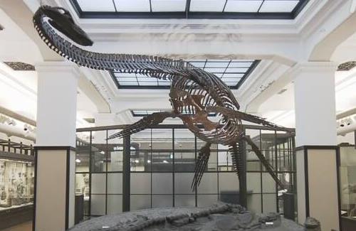 資金不足に陥った「国立科学博物館」がクラウドファンディングを実施…『目標金額は1億円』