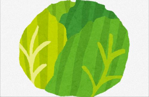 野菜のプロ『キャベツの相場が下がってきています。』