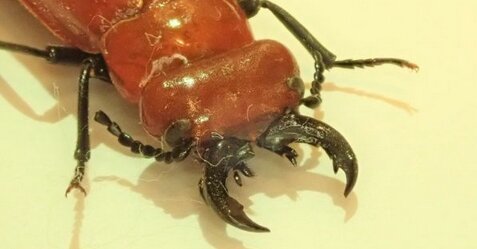 クワガタに似た真っ赤な珍昆虫に注意！体液に毒がありやけどのような症状を引き起こす
