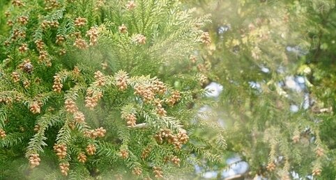 【悲報】今日の花粉、東京は『非常に多い』予想　全体的に黄色い･･･