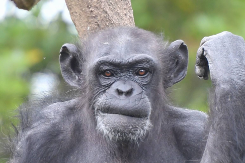 京大のチンパンジー、ツイッター民より賢そうｗｗｗ