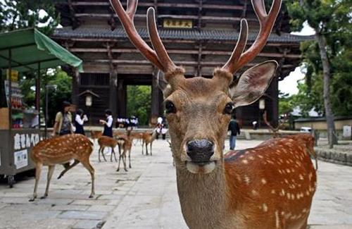 【朗報】奈良公園のシカ、観光客が減ったおかげで健康になるwwwww : オタク.com -オタコム-