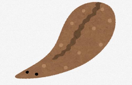 【ひぇっ】草津熱帯圏にいるヒル、飼育員の血を吸って成長