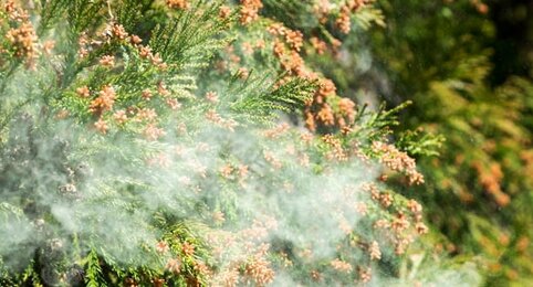 【悲報】都内の花粉飛散量が去年の2.7倍見込み、うわあああああ