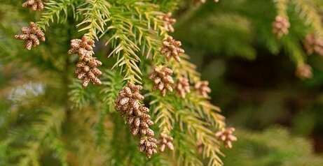 【悲報】今年の花粉、2月8日から攻撃開始！例年より早いぞおおおおおお