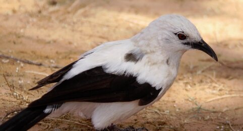 【悲しい】子どもを産むほど『アホ』になる鳥がいるらしい･･･
