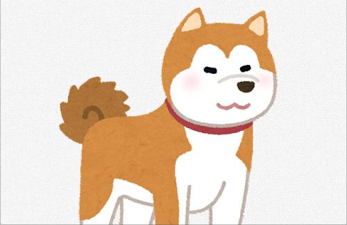 「犬はテレビ画面に映る別の犬を見るのが大好き」という研究結果