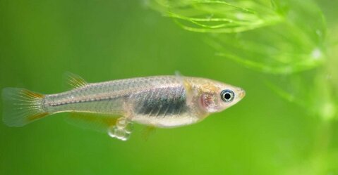 "メダカバブル”が止まらない！オス・メスのペアで2000〜3000円以上の値段に