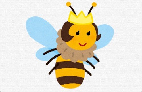 一人暮らしでハチに対処できないなら、洗濯物は部屋干しにした方がいいという話