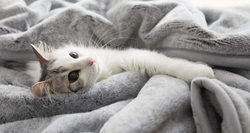 “猫の手触り”を再現した寝具が初日完売の大ヒット！企画を通したのは入社1年目の猫好き社員