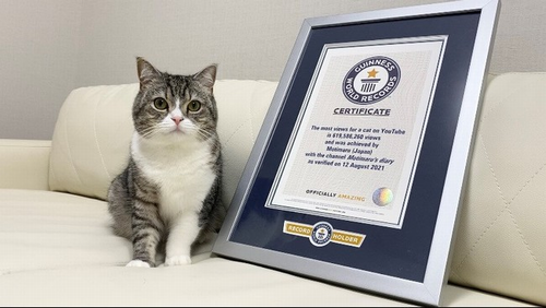 猫YouTuber「もちまる日記」の飼い主、重大な病気が判明！ 病院で○○と診断されてしまう