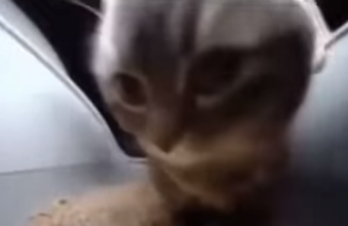 X民「猫ミームのブームは近いうちに終わります」⇒ その理由がこちら