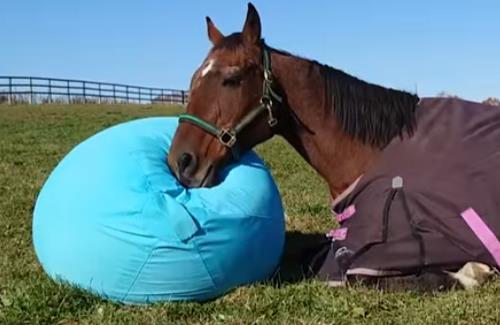 【悲報】競馬ファンさん、また牧場に迷惑をかけてしまう…『休場日に来場され、勝手に見学される方がいます。』