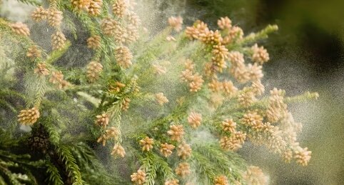 【悲報】東京2月の花粉飛散量、昨年の『約20倍』　これはまだ序盤でこれから本格化