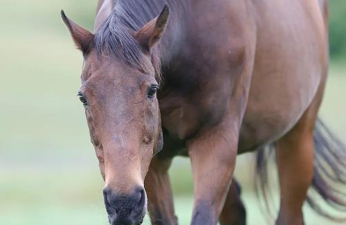 ナイスネイチャ号の「バースデードネーション」…たった2日で4,000万円超え