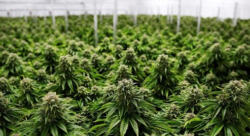 【画像】大家「ベトナム人に物件を貸したら大麻ファクトリーに魔改造された」
