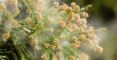 【悲報】花粉症で仕事効率が3割以上落ちている人が7割もいる事が判明！