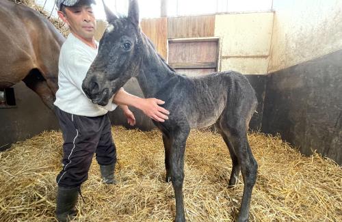 【祝】トウカイテイオーの直系孫（牡馬）が誕生する