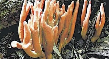 【注意】触るだけでもヤバイと言われる『カエンタケ』東京の公園で相次ぎ見つかる…