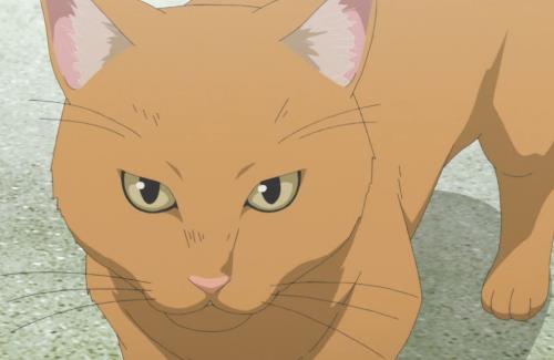 【中国】食肉処理場に向かうトラックから約1000匹の猫が救出される…『豚肉・羊肉と偽装して販売か』