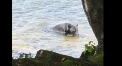 中禅寺湖近くでクマが観光客の目の前に！怖すぎるだろ…